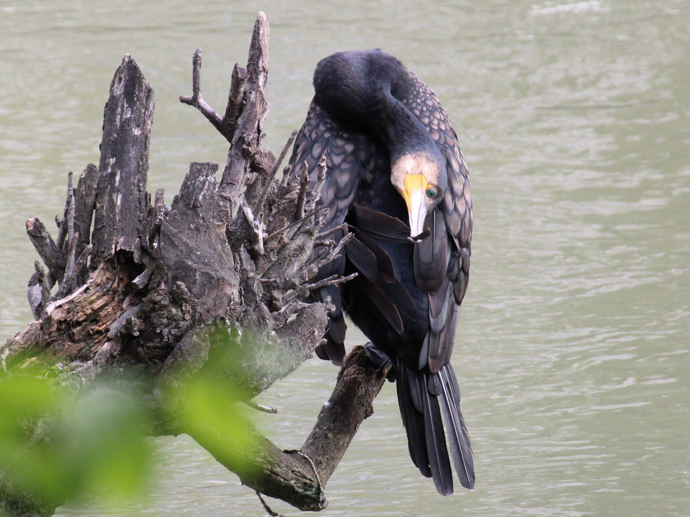 Kormoran bei der Gefiederpflege