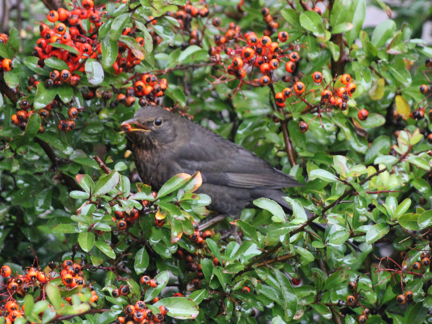 Amsel im Feuerdorn