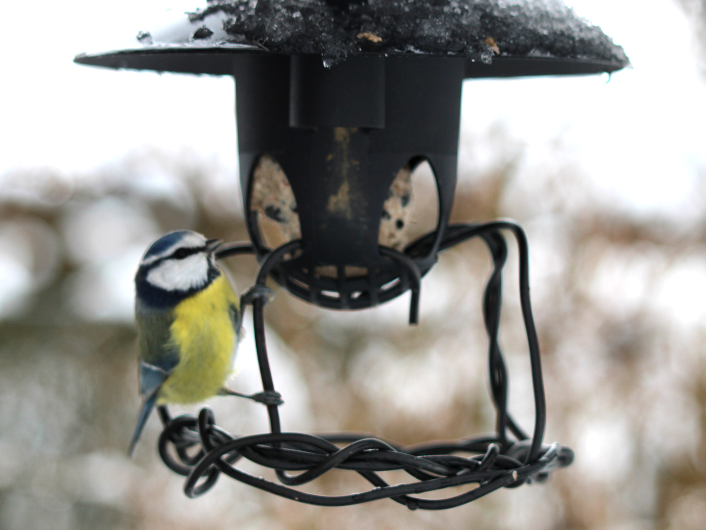 Blaumeise am Futterspender