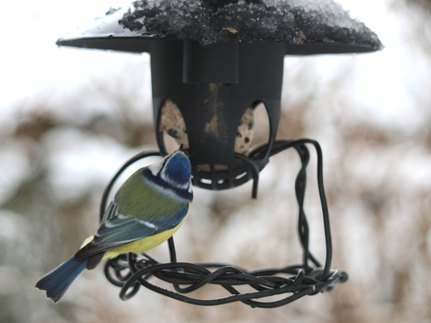 Blaumeise am Futterspender