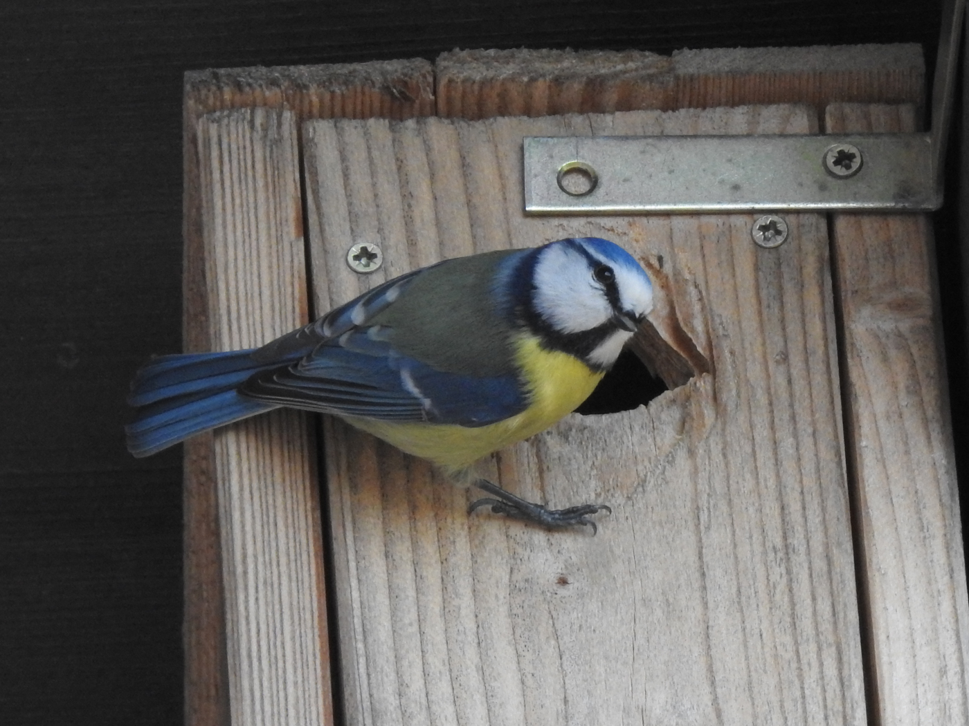 Blaumeise