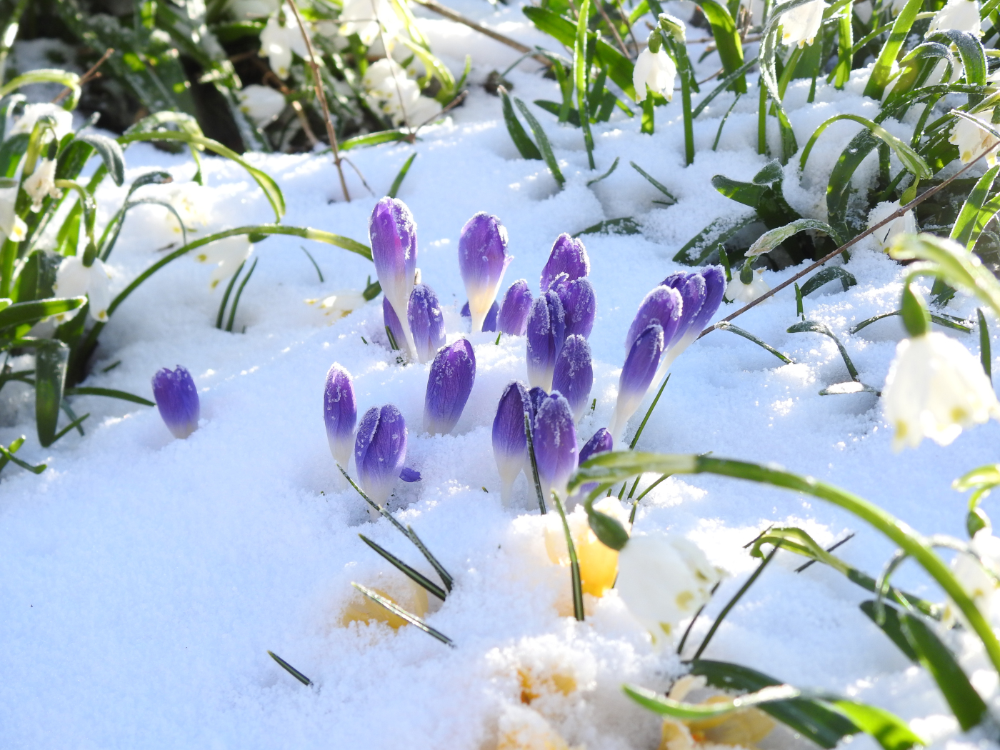 Krokus im Schnee