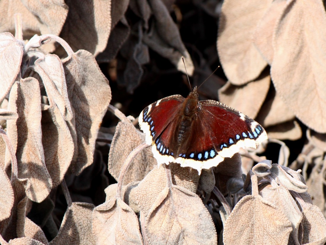 Trauermantel auf Salbei