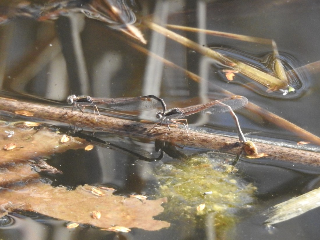 Winterlibelle Paarung