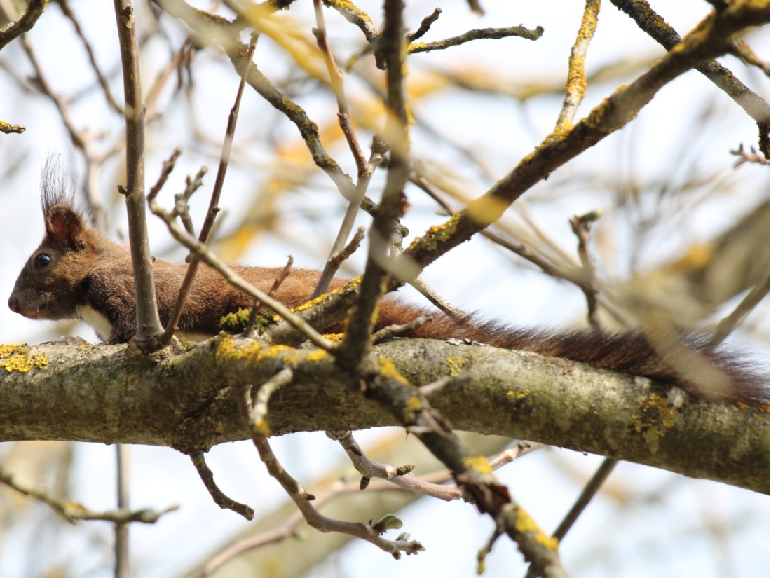 Eichhörnchen
