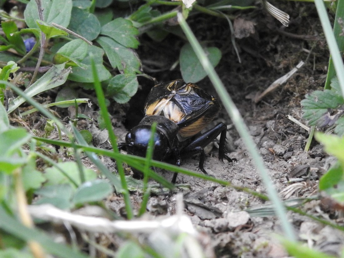 Männliche Feldgrille