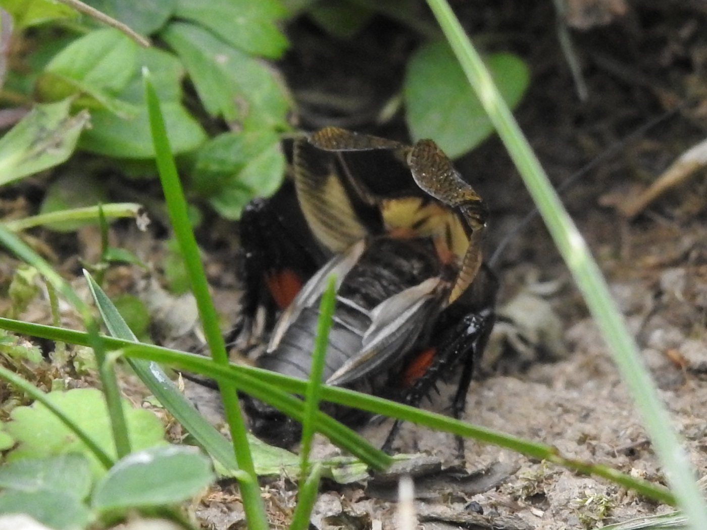 Männliche Feldgrille
