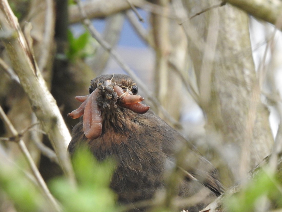 Amsel-Weibchen mit Würmern