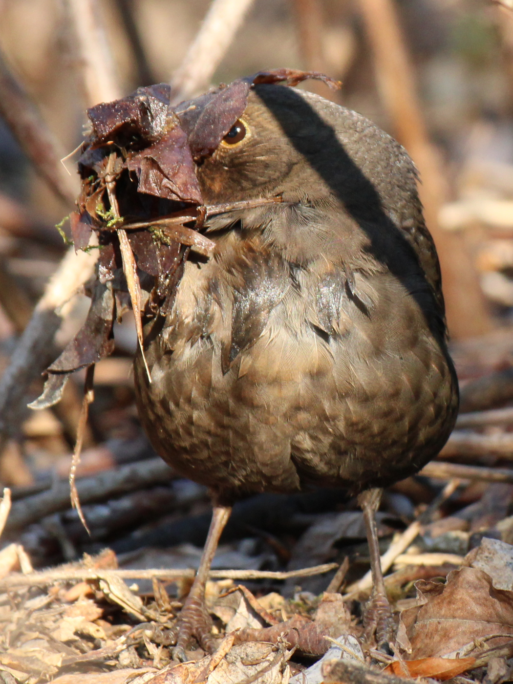 Amselweibchen mit Nistmaterial