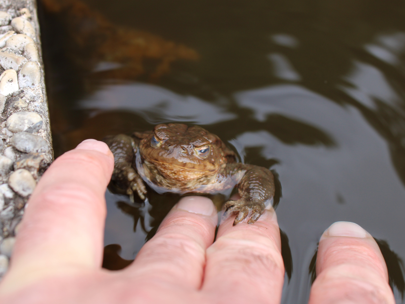 Erdkröte mit Hand