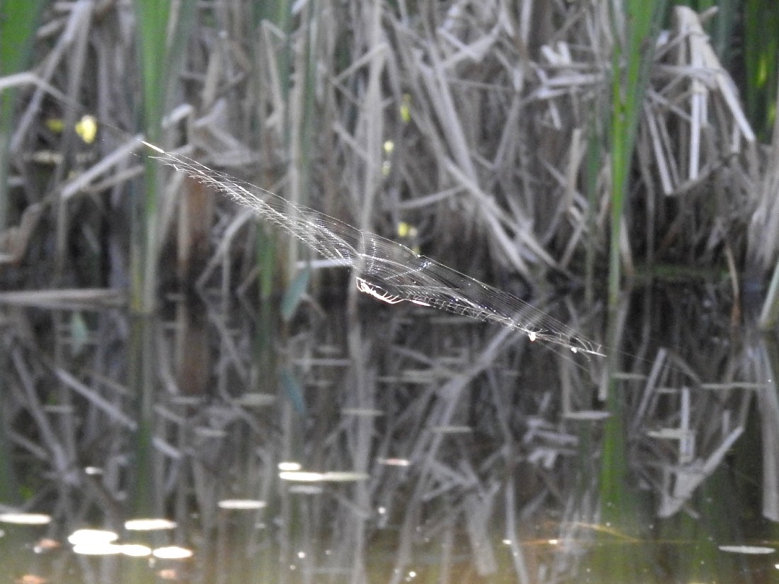 Streckerspinne im Netz