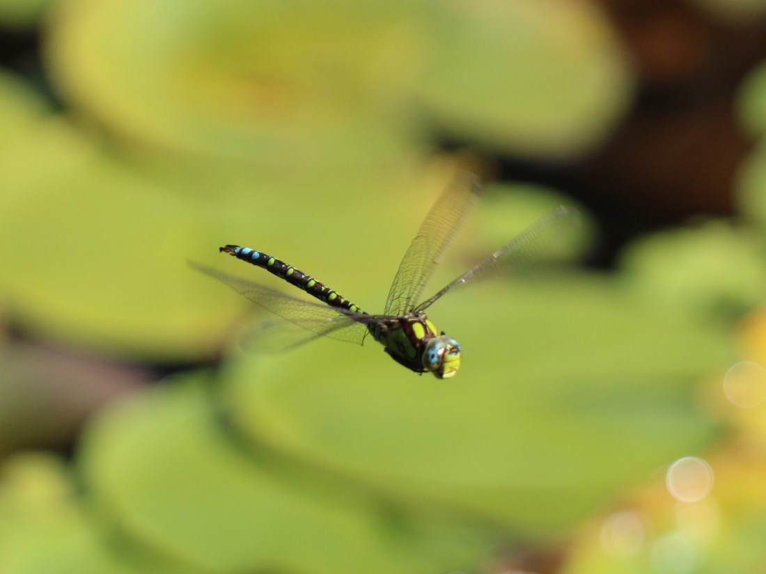 Blaugrüne Mosaikjungfer Männchen