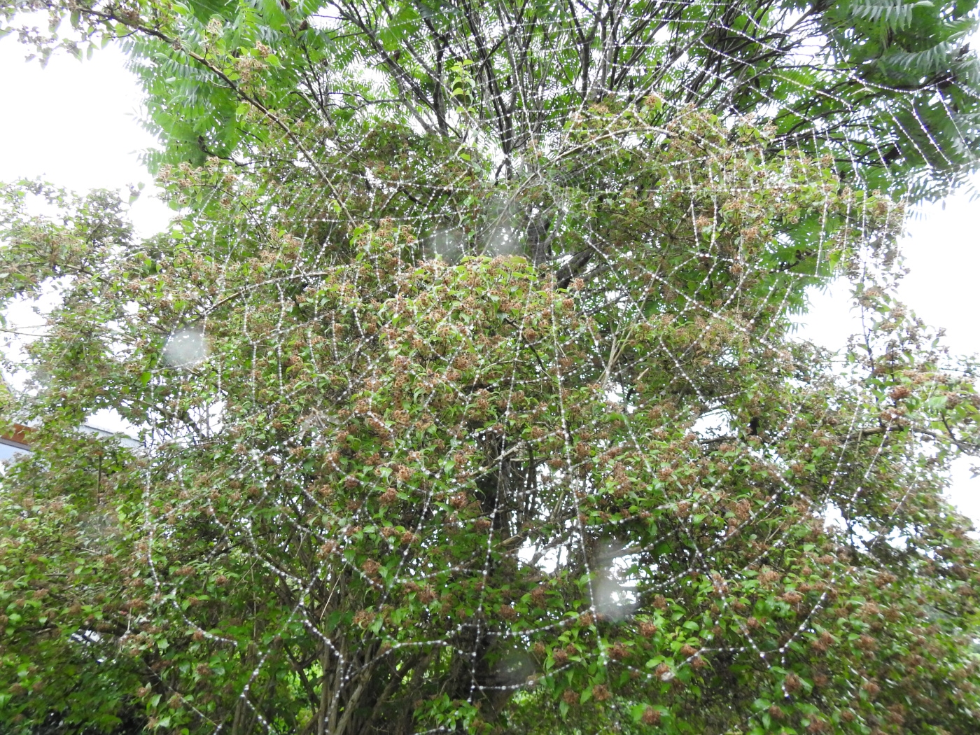 Riesenkreuzspinne Netz