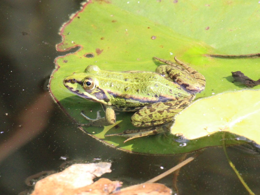 Kleiner Wasserfrosch