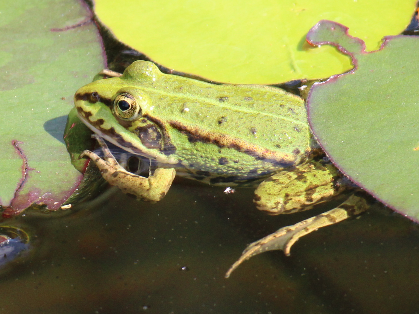 Kleiner Wasserfrosch