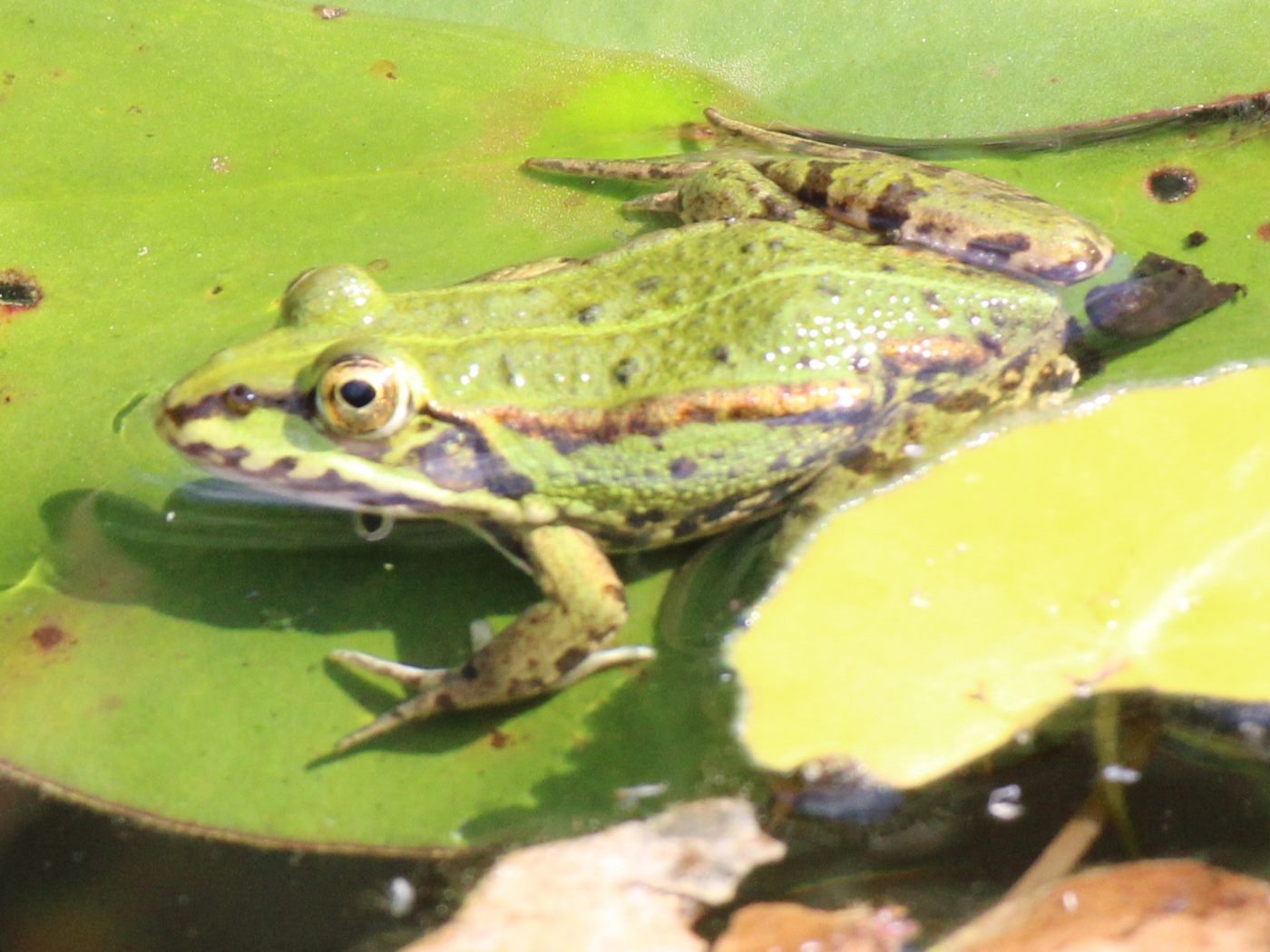 Kleiner Wasserfrosch
