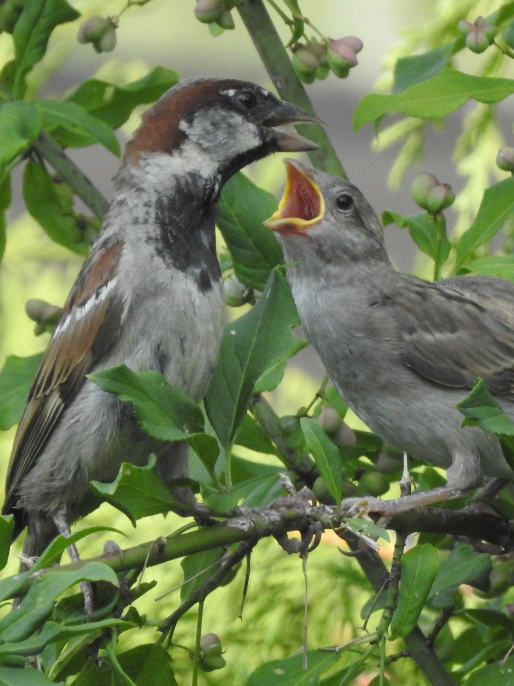 Hausspatz Fütterung
