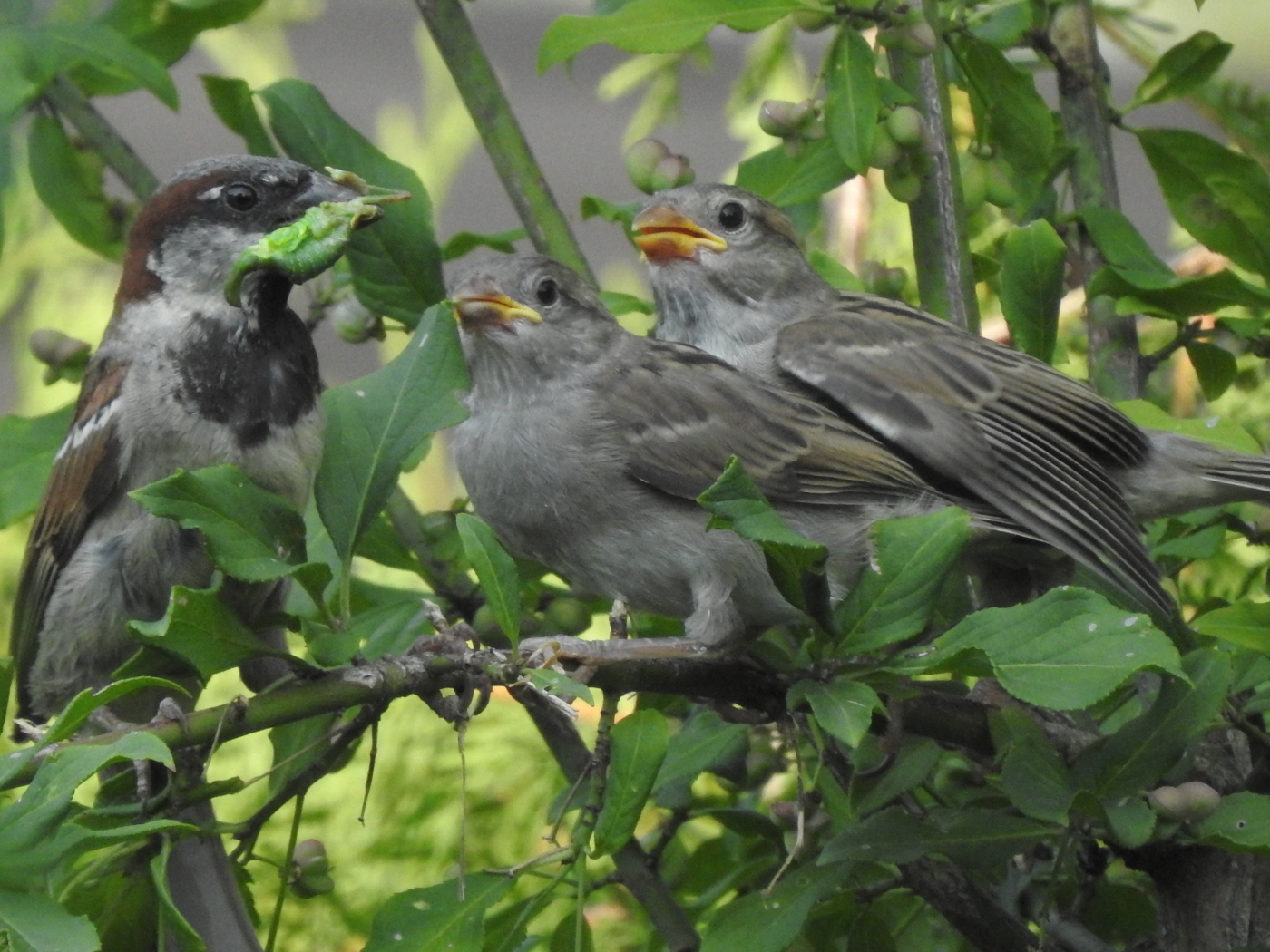 Hausspatz Fütterung