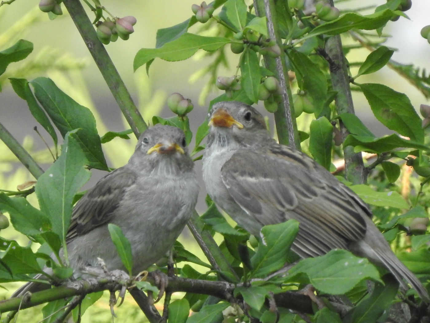 Hausspatz Jungvogel