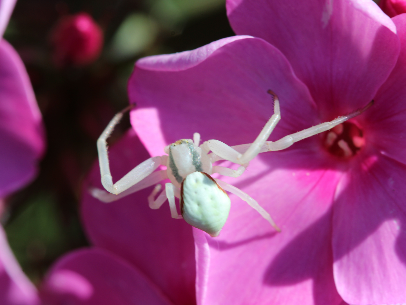 Veränderliche Krabbenspinne auf Phlox