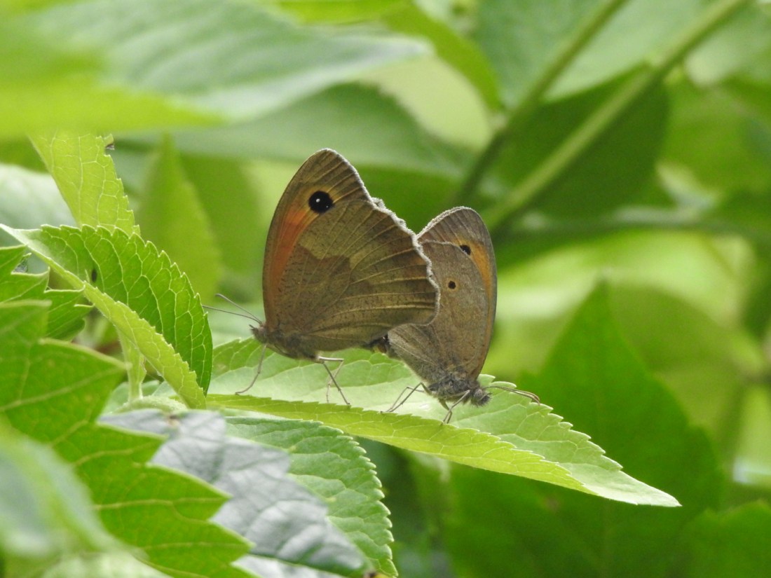 Großes Ochesenauge Paarung