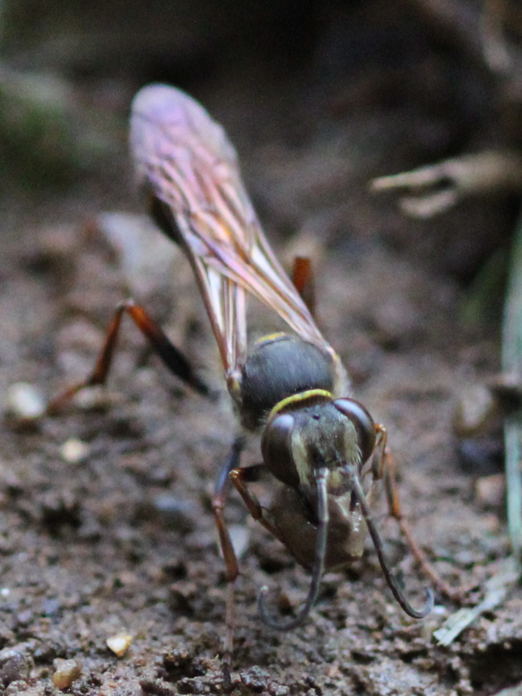 Orientalische Mörtelwespe