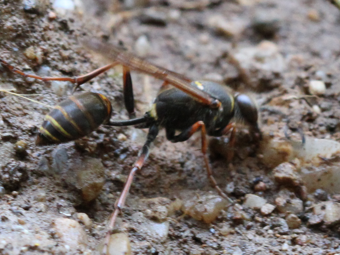 Orientalische Mörtelwespe