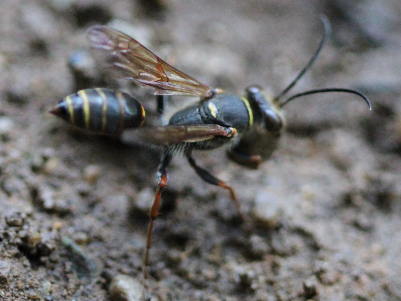 Orientalische Mörtelwespe
