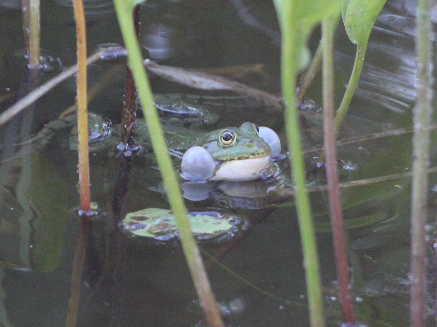 Wasserfrosch