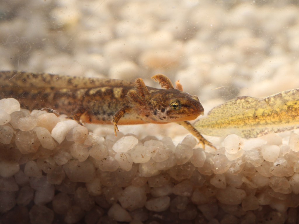 Alpen-Kammmolch Larve