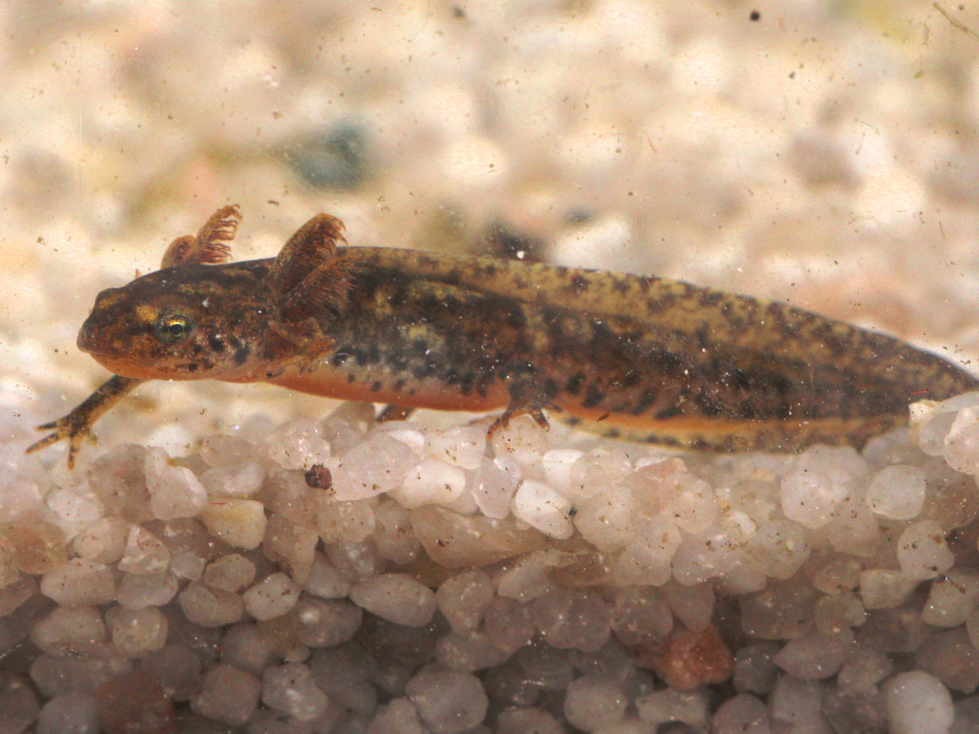 Alpen-Kammmolch Larve