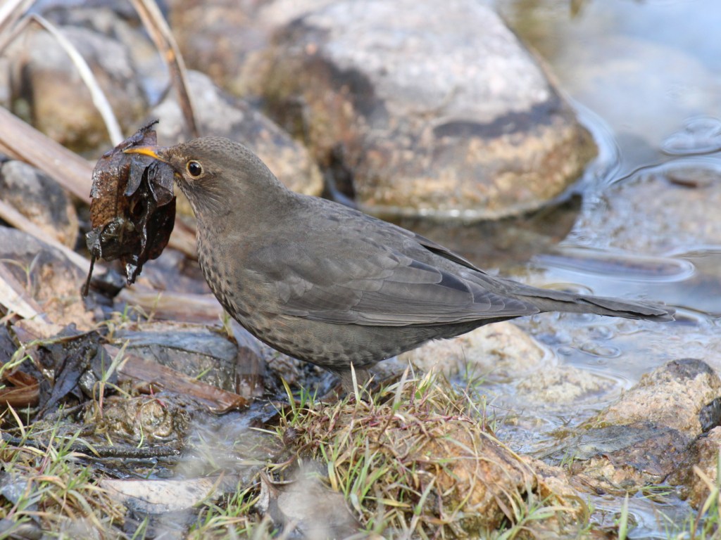 Amsel mit Nistmaterial
