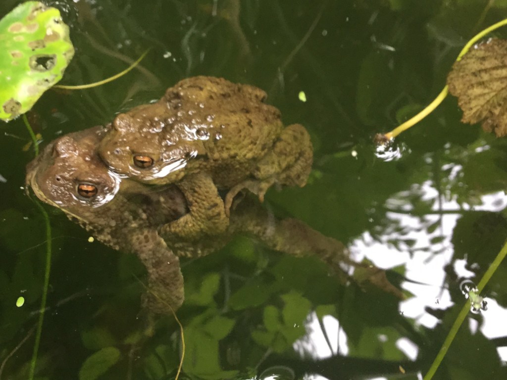 Erdkrötenpaarung im Sommer