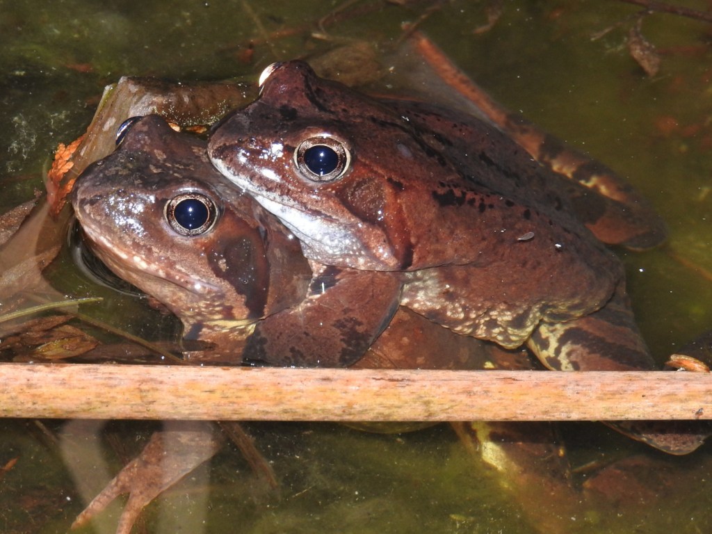 Grasfroschpaarung
