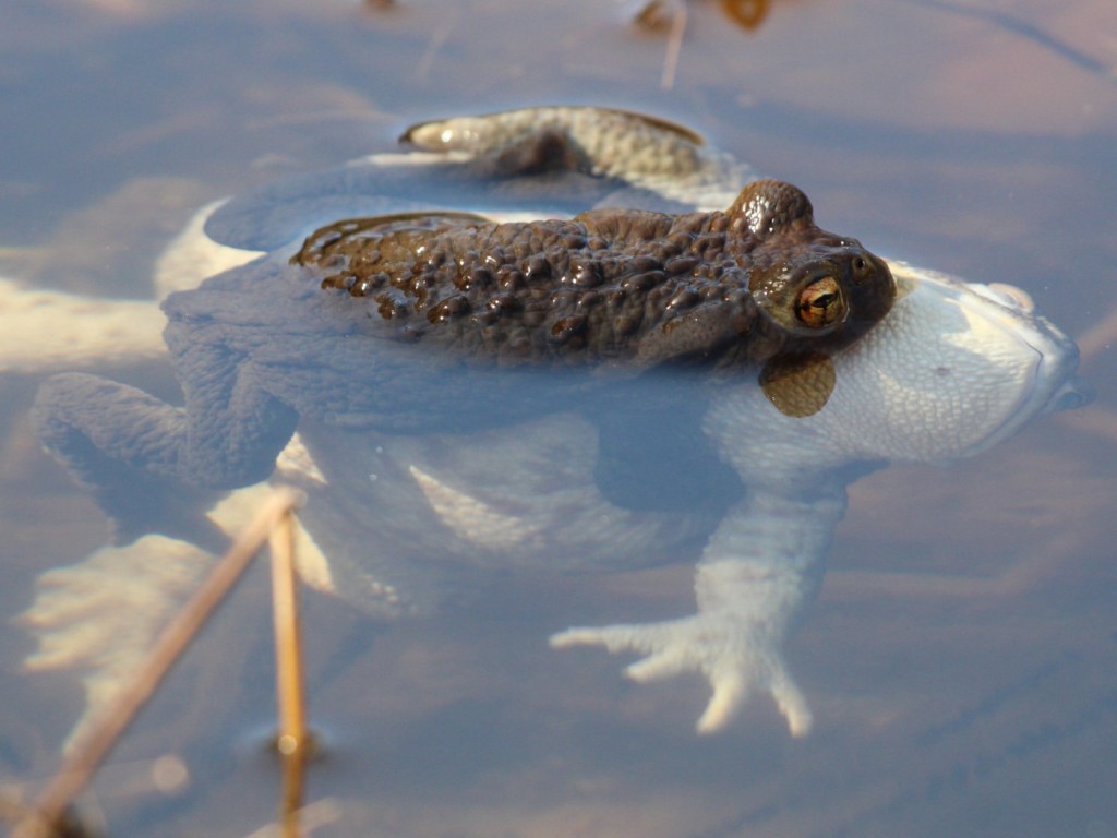 Erdkrötenpaarung mit totem Weibchen