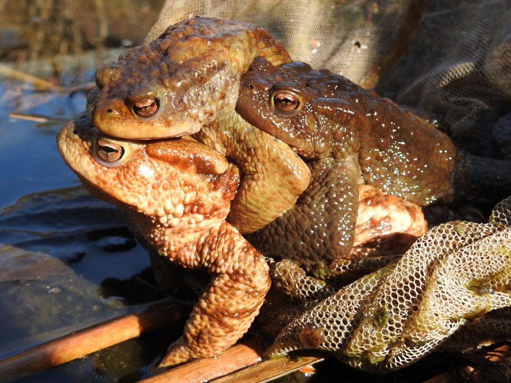 Erdkröten Mehrfachpaarung