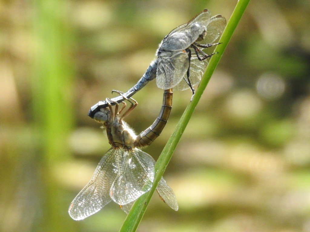 Südlicher Blaupfeil