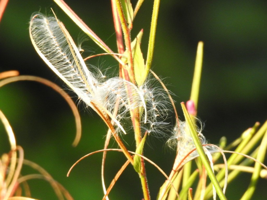 Sumpf-Weideröschen Samen