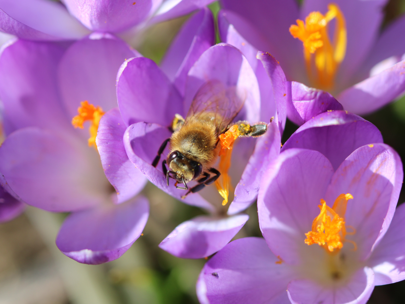 Honigbiene auf Krokus