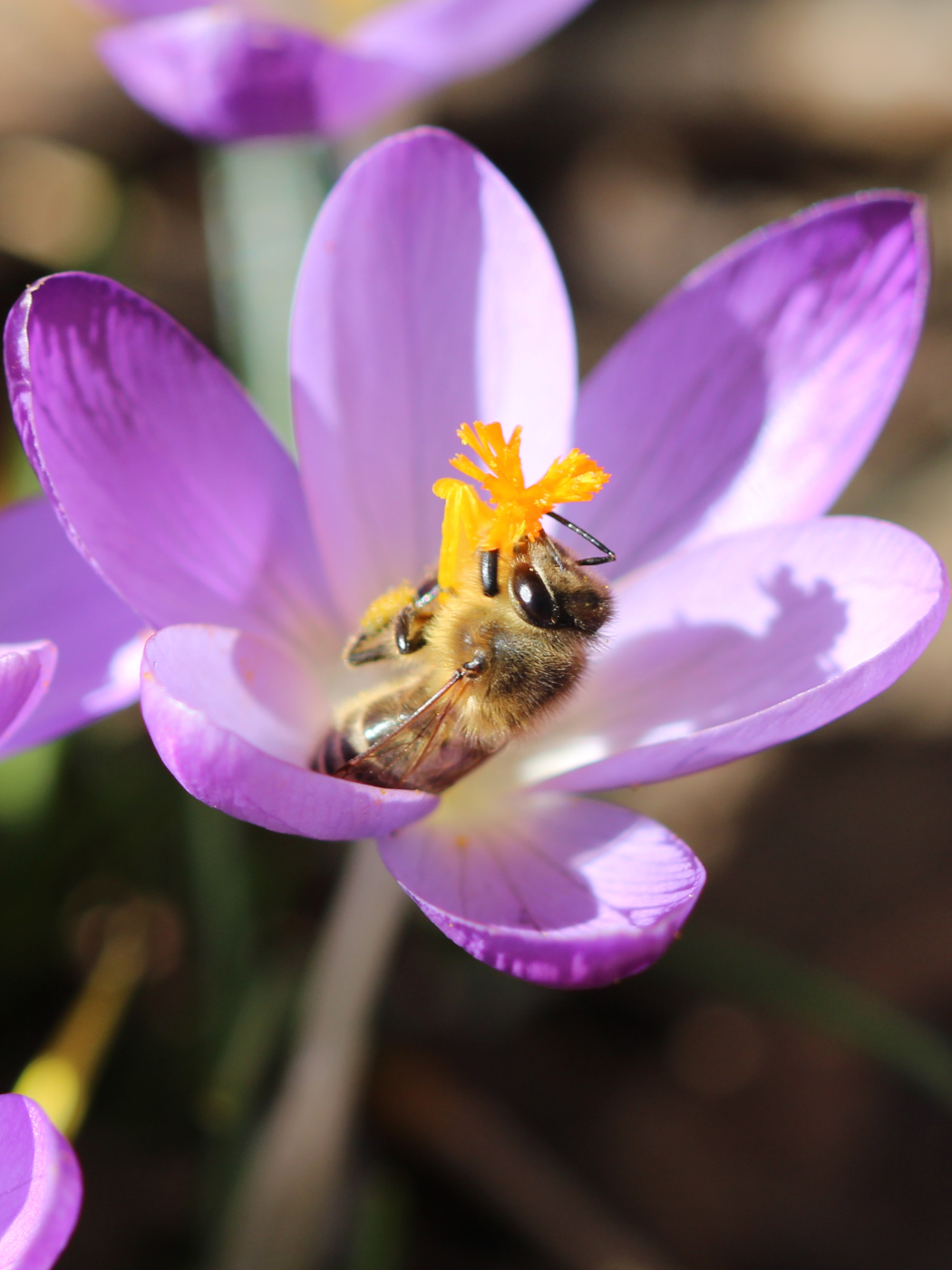 Honigbiene auf Krokus