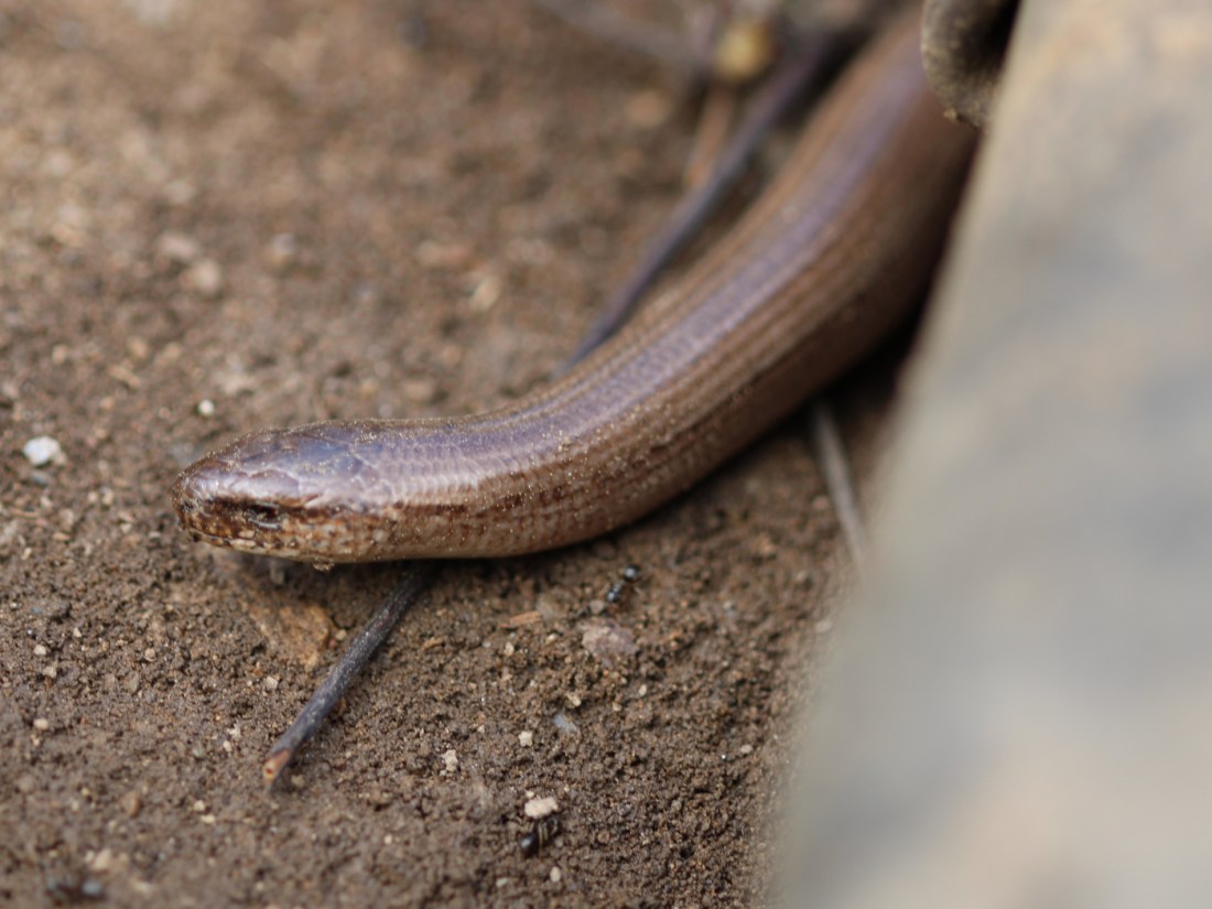 Blindschleiche