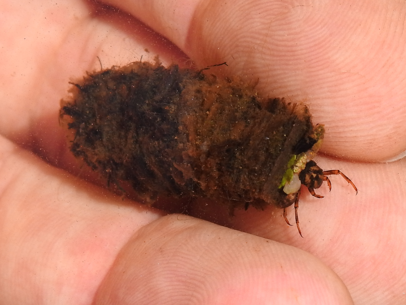 Köcherfliegenlarven in Teich und Garten tiergarten.blog