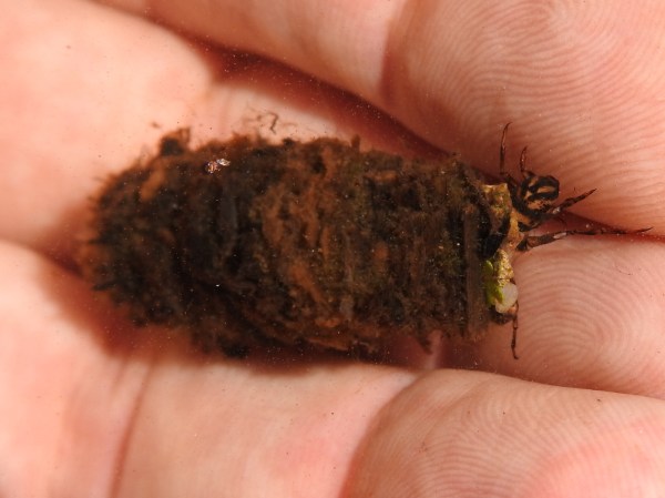 Köcherfliegenlarven in Teich und Garten tiergarten.blog