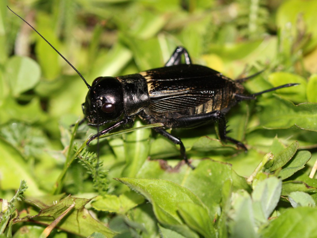 Feldgrille Weibchen