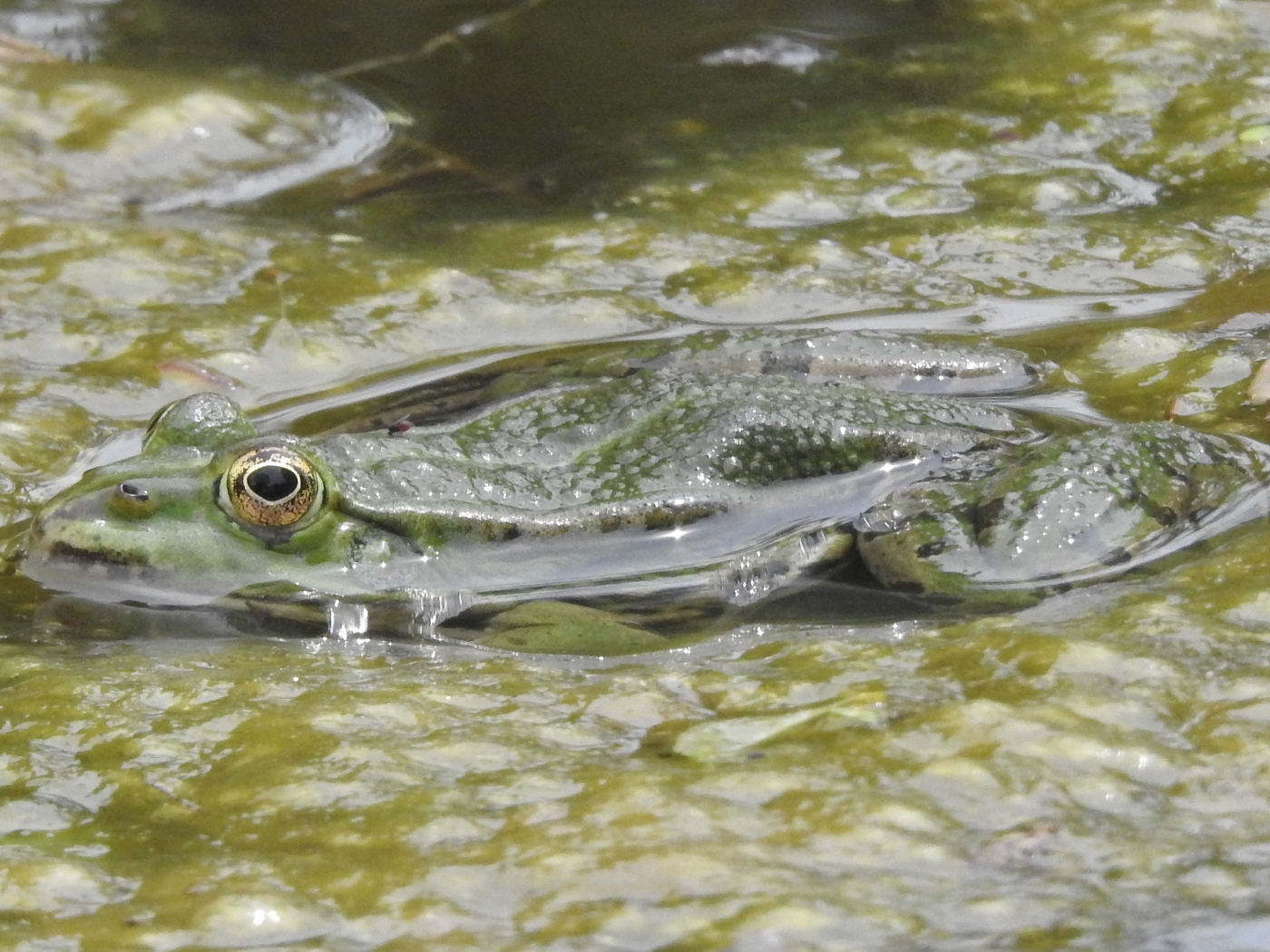 Wasserfrosch