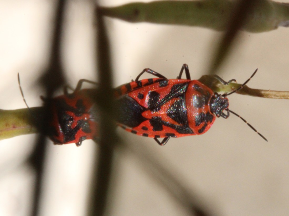 Schwarzrückige Gemüsewanze