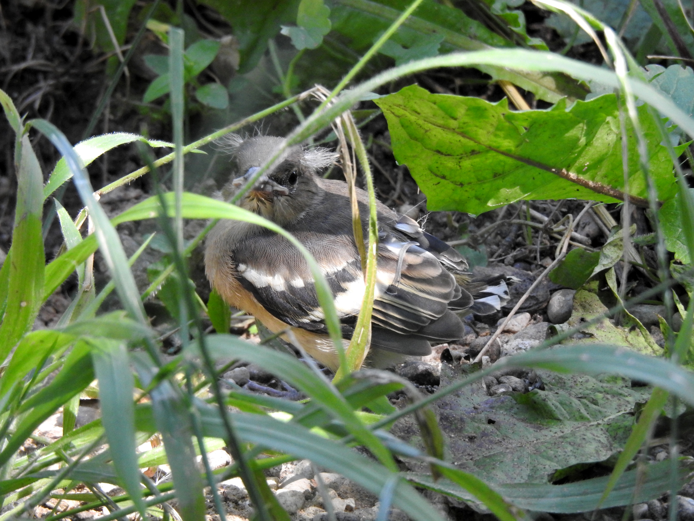 Buchfink Jungvogel
