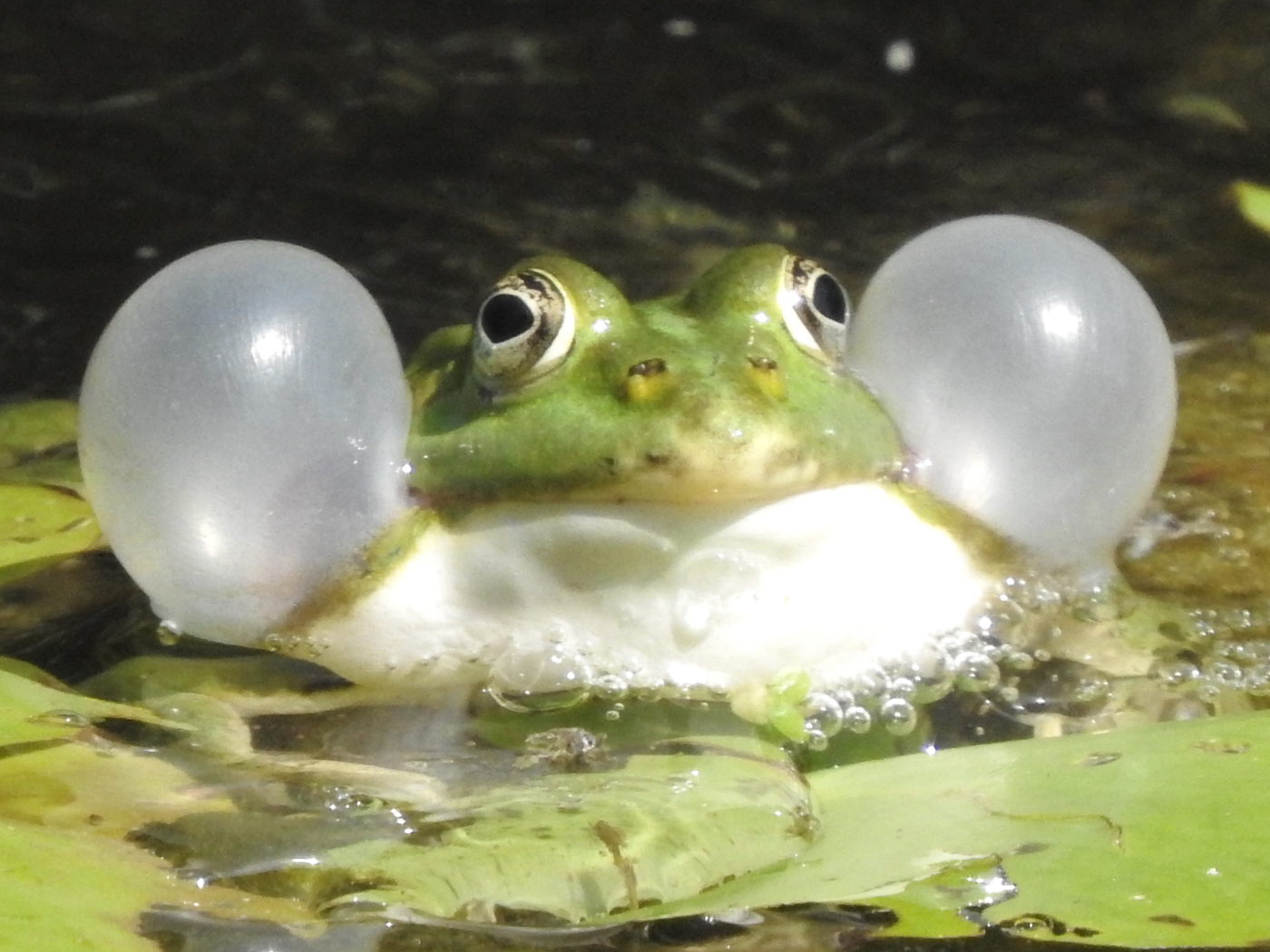 Wasserfrosch