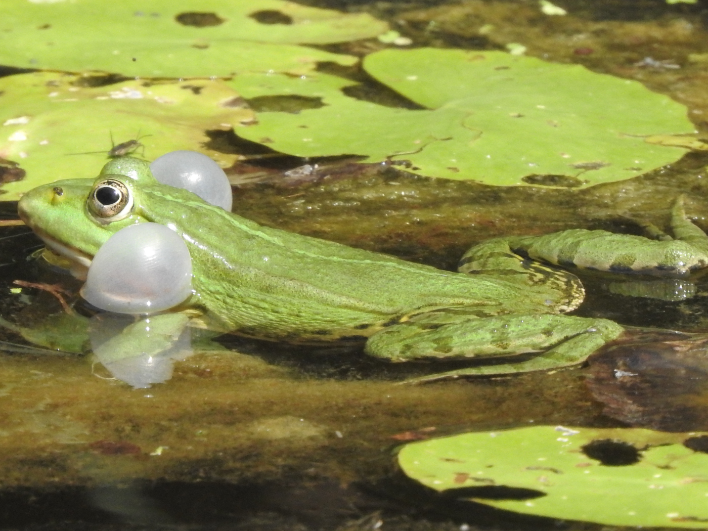 Wasserfrosch
