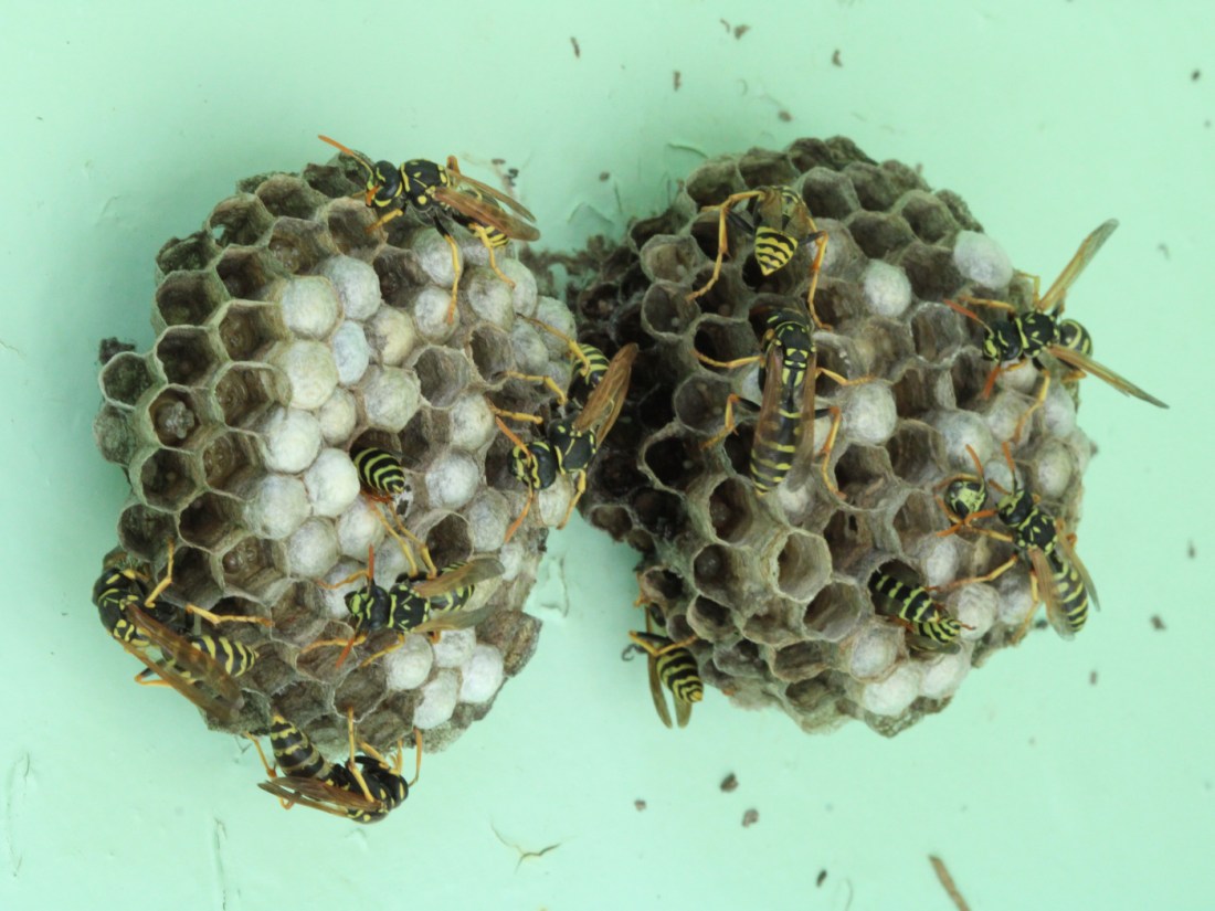 Französische Feldwespe Nest